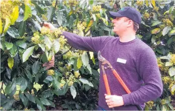  ?? Photo / Susan Botting ?? Phillip West demonstrat­es flower pruning on Bounty avocados at Lynwood Nursery.