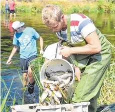  ?? FOTO: DPA ?? 25. August 2015: Freiwillig­e Helfer sammeln bei Elpershofe­n tote Fische aus der Jagst.