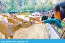  ??  ?? At the Taman Safari Indonesia Park