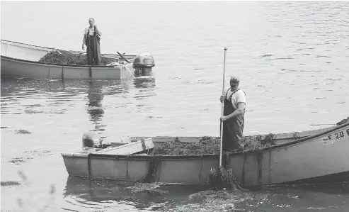  ?? PHOTOS FOR THE WASHINGTON POST BY DOUG STRUCK ?? Kenny Sulkowski, left, and Eric Newell harvest rockweed for Acadian Seaplants off the coast of Lubec, Me., the U.S.’S easternmos­t point.