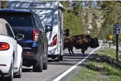  ?? AP Photo/Matthew Brown ?? ■ A “bison jam” of backed up traffic waiting for bison to cross the road is seen Wednesday in the Hayden Valley in Yellowston­e National Park, Wyo. The park partially re-opened Wednesday after being closed for more than a week because of flooding.