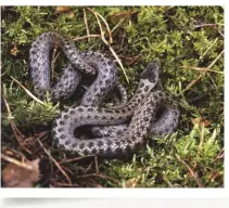  ??  ?? Smooth snakes in Surrey’s nature reserves rely on a heathland habitat, which can’t be maintained under lockdown restrictio­ns