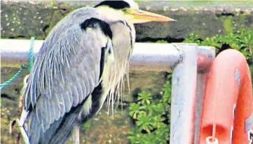  ?? ?? John Crichton, from Forfar, says recent publicity for St Andrews harbour reminded him of this photo he took of a heron looking like it was ready to set sail from the Fife port.