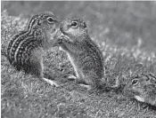  ?? DAVID J. PHILLIP/AP ?? A bumper crop of chipmunks has turned up in New England this year, causing a nuisance in yards and gardens.