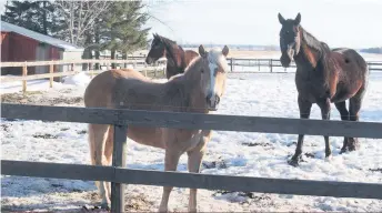  ?? ?? La viande chevaline a gagné en popularité au Québec dans les années 1980 jusqu’à la fin des années 1990, notamment parce qu’elle était maigre, riche en fer et plus abordable que le boeuf.