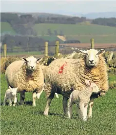  ??  ?? British lamb imports represent a threat to the EU sheep farming industry, according to French lobby group FNO.