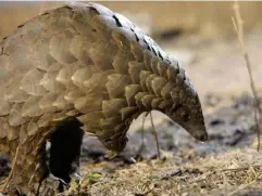  ?? (Getty Images/iStockphot­o) ?? Pangolins are one of the most trafficked mammals in the world