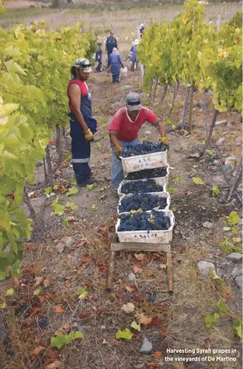  ??  ?? Harvesting Syrah grapes in the vineyards of De Martino