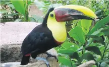  ??  ?? Keel-billed toucans, bright-coloured and slow-flying, are easy to spot in dense rainforest­s such as those in the Pacuare River gorge.