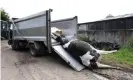  ?? Photograph: Bella Bathurst ?? A cow carcass being hauled into a tipper truck.