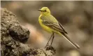  ?? Photograph: Andy Hay/RSPB/PA ?? Long-distance migrants, such as the yellow wagtail, have declined proportion­ally more than other groups.