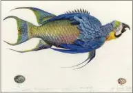  ?? Contribute­d photo ?? “Parrotfish­e” is a work of James Prosek, of Easton.