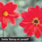  ??  ?? Dahlia ‘Bishop of Llandaff’
