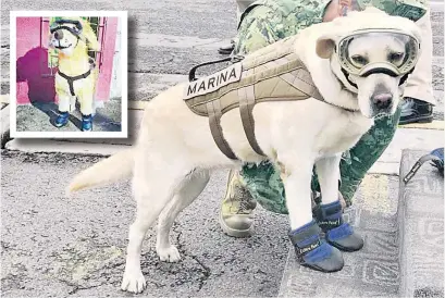  ??  ?? “Frida”, la perrita de la Marina, se ha vuelto una muy popular en las redes, ya tiene su piñata.