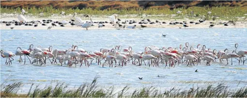  ?? /Flickr ?? Big money: Spectacula­r flocks of flamingoes are part of the birdlife that draws bird-watchers to Cape Town’s Strandfont­ein Birding Area.