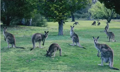  ?? Photograph: Elizabeth Colter/Getty Images/EyeEm ?? Animal activists have welcomed Oregon’s plan to ban kangaroo leather but experts say it is backed by people ‘not qualified’ to comment.