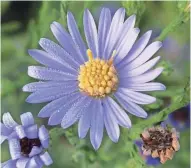  ?? PRAIRIE NURSERY ?? When everything else has faded in late autumn, feed pollinator­s with smooth aster, a profuse bloomer.