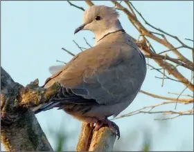  ?? Special to the Democrat-Gazette/JERRY BUTLER ?? The Eurasian collared dove has dark feathers over the nape of the neck.