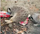  ??  ?? The meerkats love their Christmas crackers.