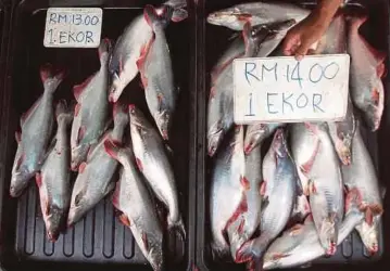  ?? FOTO: FARIZUL HAFIZ AWANG ?? PENIAGA ikan sungai mengasingk­an ikan patin di pasar tani UTC Kuantan.