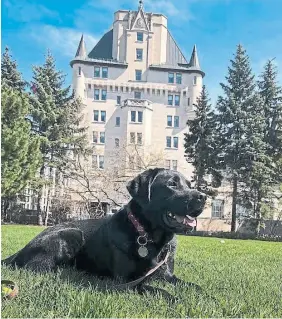  ?? ?? Stewart recently took up his new hospitalit­y duties as in-house dog at the Fairmont Château Laurier. Given the hullabaloo in Ottawa in recent months, Shinan Govani writes, he’s perhaps the only being up to the task of bridging the partisan divide.