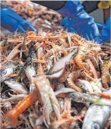  ?? FOTO: AFP ?? Fischer des Kutters „Good Fellowship“sichten im schottisch­en Eyemouth Harbour ihren Fang: Viele Exporteure von Meeresprod­ukten haben die Lieferung auf den Kontinent aufgrund der neuen Zollregelu­ngen zurzeit ausgesetzt.