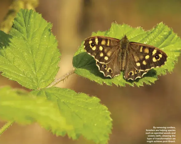  ??  ?? By removing conifers, foresters are helping species such as speckled woods and violets ( left), showing the type of transforma­tion we might achieve post-Brexit.