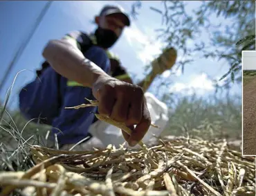  ?? Pictures: Dune Foods ?? Hundreds of people harvest the pods of the tree in summer to earn extra cash and reduce the spread of the alien invader.