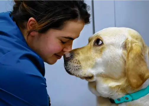  ?? LANE TURNER/GLOBE STAFF ?? Benito let veterinari­an Lauren Duffee examine him.