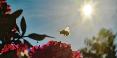  ?? Foto: Stefan Jaitner, dpa ?? Die Biene ist das Symbol des Insektenst­erbens geworden – aber längst nicht allein mit weitreiche­nden Folgen gefährdet.