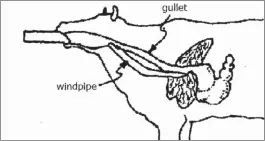  ??  ?? Fig. 2. Proper animal position and applicatio­n of feed (IIRR 1992).