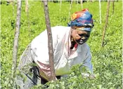  ?? Picture: JUDY DE VEGA ?? CALL TO ASSIST SECTOR: Agricultur­e groups urge help for new farmers.