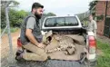  ?? Picture: THAPELO MOREBUDI ?? COMPLEX PROJECT: Dr Sanath Muliya from India with a cheetah moments after its sedation during part of the SA relocation process