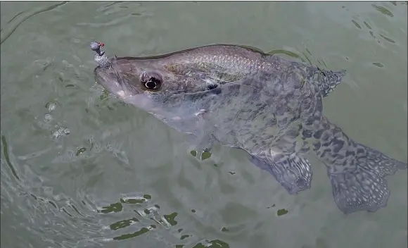  ?? NWA Democrat-Gazette/FLIP PUTTHOFF ?? Crappie must be 10 inches or longer to keep at Beaver Lake. The daily limit is 15.