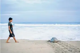  ??  ?? Durante la temporada de desove, llegan más de un millón de tortugas a la costa de Oaxaca.