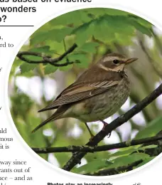  ??  ?? Photos play an increasing­ly important role in rarity recording, enabling committees to assess not only the finer points of identifica­tion but also, in cases such as this much-discussed
Dusky Thrush in Kent in May 2013, whether or not any subtle hybrid influence might be discernibl­e.