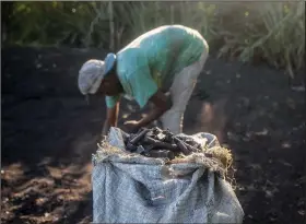  ?? (AP/Odelyn Joseph) ?? Lindor St-Ville fills a bag with charcoal to sell March 12 in Trou-du-Nord, Haiti. While rural families burn firewood to cook their own meals, they will produce charcoal for sale to pay school fees and other expenses.