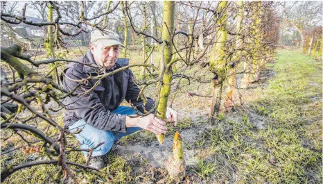  ?? FOTO: MARK HILDEBRAND­T ?? Martin Schlachter zeigt einen durchgenag­ten Apfelbaum. An zahlreiche­n weiteren Bäumen hat der Biber die Rinde so stark abgenagt, dass die Bäume nicht zu retten sein werden.