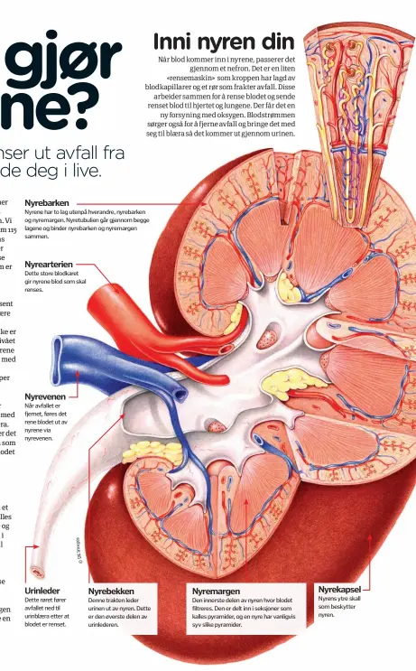  ??  ?? Nyrebarken­Nyrene har to lag utenpå hverandre, nyrebarken og nyremargen. Nyretubuli­en går gjennom begge lagene og binder nyrebarken og nyremargen sammen. Nyrearteri­en Dette store blodkaret gir nyrene blod som skal renses. Nyrevenen Når avfallet er fjernet, føres det rene blodet ut av nyrene via nyrevenen. Urinleder Dette røret fører avfallet ned til urinblæra etter at blodet er renset. Nyrebekken Denne trakten leder urinen ut av nyren. Dette er den øverste delen av urinledere­n. Nyremargen­Den innerste delen av nyren hvor blodet filtreres. Den er delt inn i seksjoner som kalles pyramider, og en nyre har vanligvis syv slike pyramider. Nyrekapsel Nyrens ytre skall som beskytter nyren.