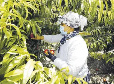  ?? JAIME GALINDO ?? Recogida de fruta en la comarca del Bajo Cinca el año pasado.