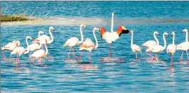  ?? ?? Wetlands in North Cyprus are often frequented by flamingos