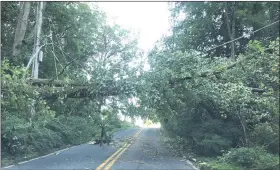  ?? DIANE WUERTH — MEDIANEWS GROUP ?? A fallen tree rests precarious­ly on wires on Fairview Road in East Nantmeal Wednesday. Many roads in Northern Chester County were still blocked Wednesday morning in the wake of Tropical Storm Isaias.