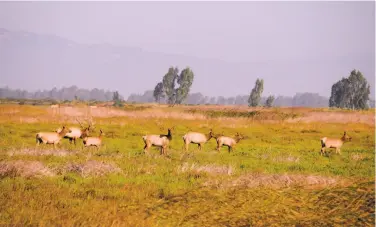  ?? Tom Stienstra / The Chronicle ?? California has 22 herds of elk totaling nearly 6,000 animals, like these at the Grizzly Island Wildlife Area.