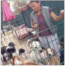  ?? (Photos J. P.) ?? « Tous les chiens qu’on récupère, soit on les garde, soit on leur trouve une super famille, explique Véronique qui vole au secours des animaux depuis une trentaine d’années. Il peut s’agir de cas de maltraitan­ce qu’on nous a signalés, des chiens...