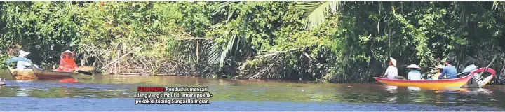  ??  ?? FENOMENA: Penduduk mencari udang yang timbul di antara pokokpokok di tebing Sungai Balingian.