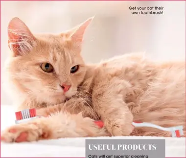  ?? ?? Get your cat their own toothbrush!