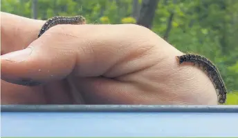  ??  ?? La livrée des forêts est encore une fois très présente cette année dans les forêts de feuillus du Québec.