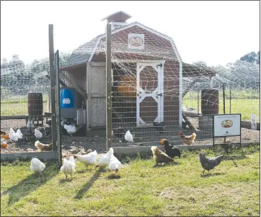  ?? Courtesy photo ?? Cobbleston­e Farm is home to around 50 hens, which provide fresh eggs to local hunger relief organizati­ons.