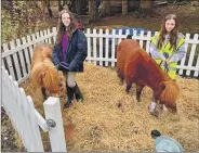  ?? ?? Ponies Fudge and Huggy at the Blarbuie Woodland event, with their young helpers.