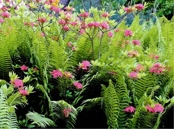  ??  ?? Deciduous Matteuccia struthiopt­eris, or ostrich fern, adds flowing greenery to a bed of rhododendr­ons ‘Jolie Madam’.